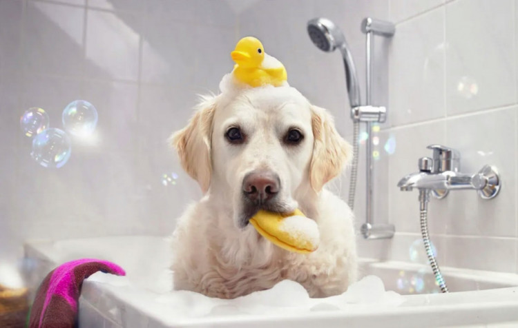 Dctr.Go Шампунь-бальзам для животных Sнampoo Therapy "Мультиуход" 1000 ml в Брянске